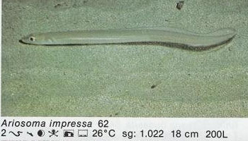 Arisoma impressa